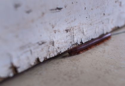 millipede near unsealed crack