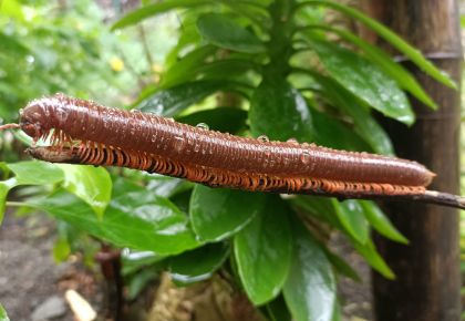 Millipede on a tree branch