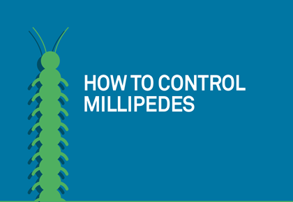 How to Get Rid of Millipedes and How to Prevent Their Invasion