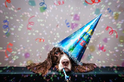 Happy New Year! Five Tips to Keep Your Pets Party-Safe