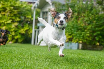 Dog-on-Turf.jpg